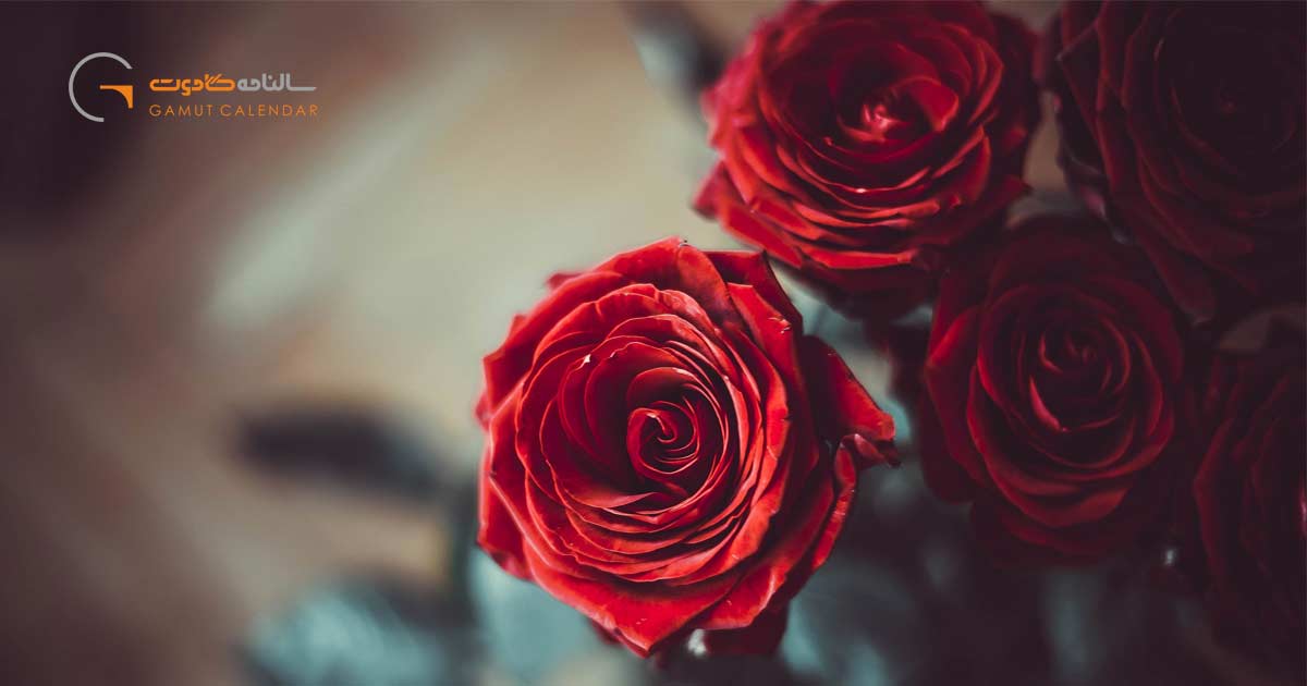 گل رز؛ بهترین هدیه برای روز عشق